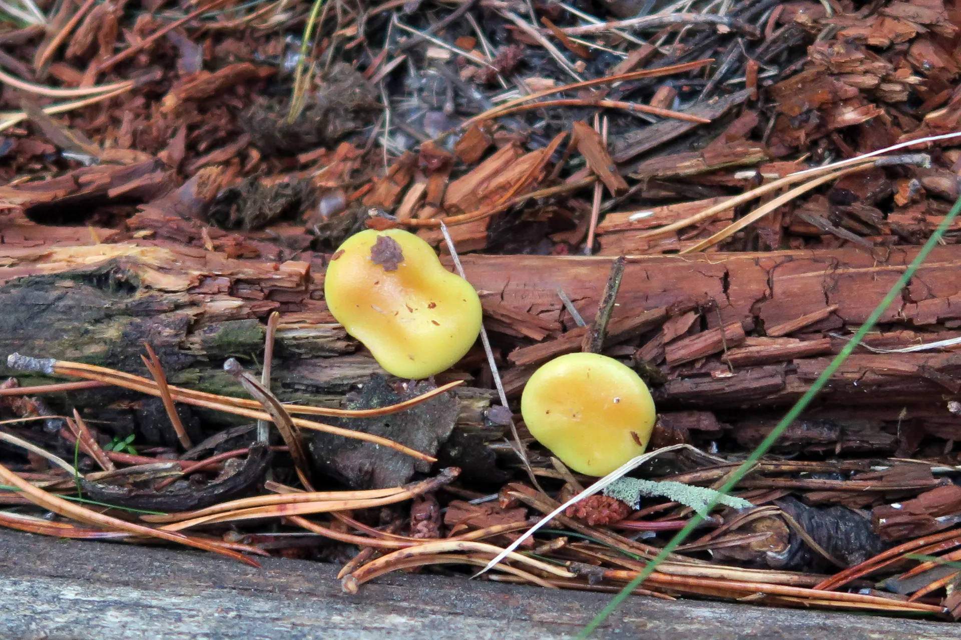 Pholiota flavida - 1